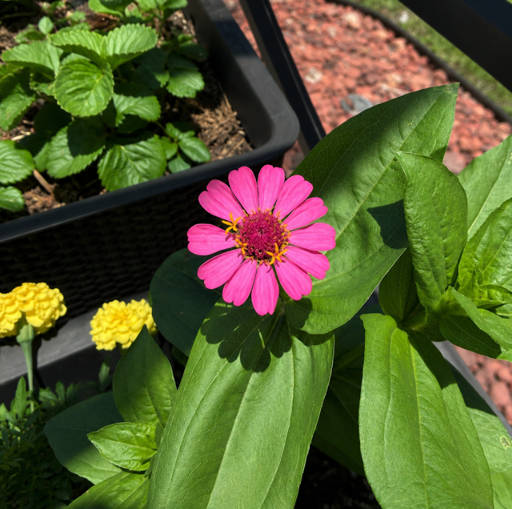 Purple and yellow garden flowers