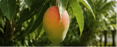 Ripening mango on a South Florida tropical fruit tree.