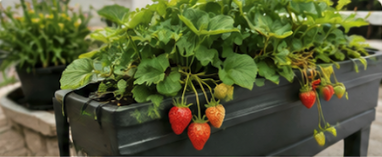 Strawberries growing in a raised planter.