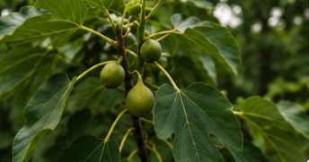 Fig tree branch with ripening fruit.